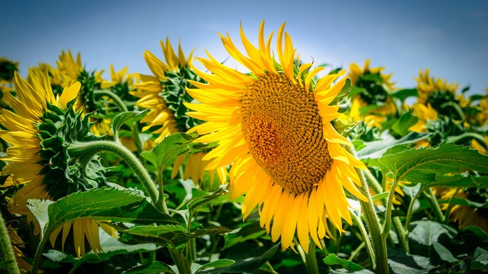 image of yellow sunflowers in a field turned toward the sun as students need to turn toward the meaning to understand the spelling of toward