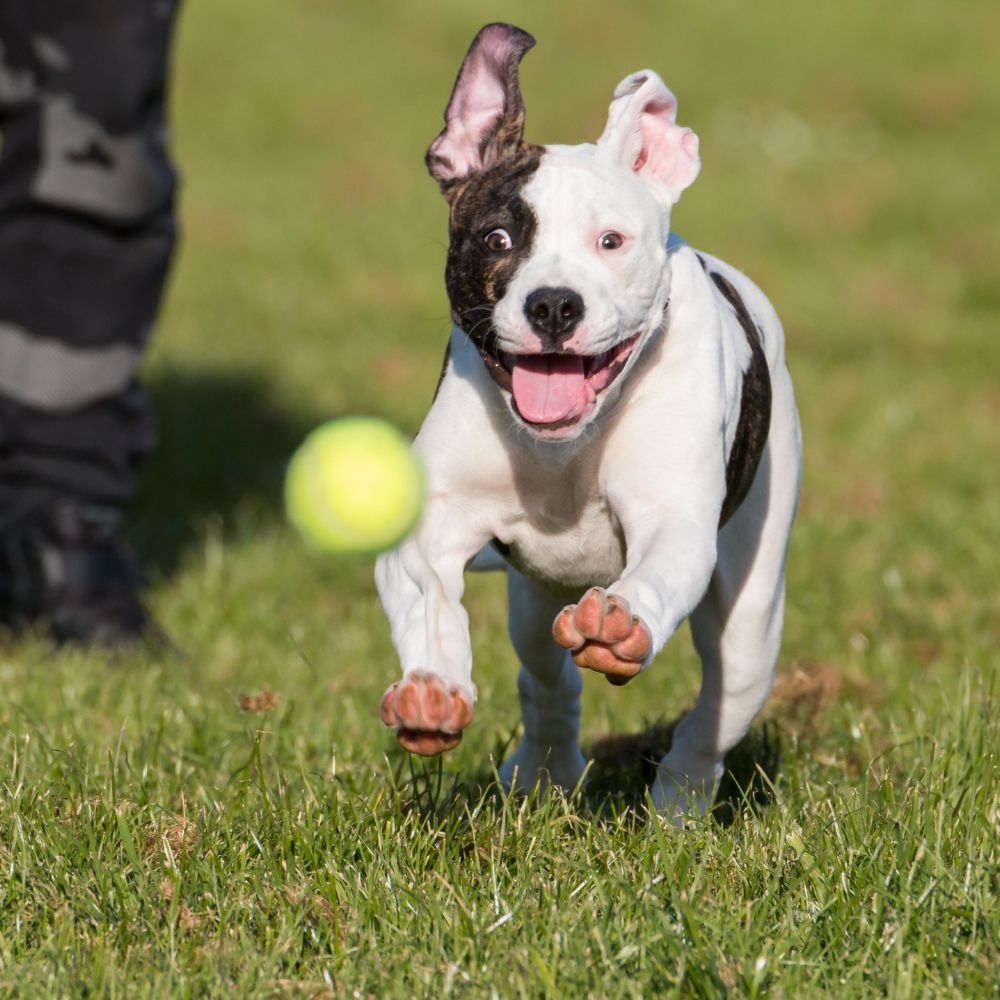 Dog Chasing Ball for unstressed syllables